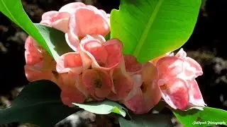 Nature and wildlife Reunion Island 1080p