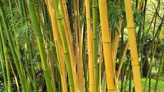 Phyllostachys vivax 'Aureocaulis' - Giant Bamboo