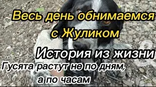 Шесть лет в Краснодарском крае разбираем хлам, рекомендация по покупке гусят, живём на Кубани