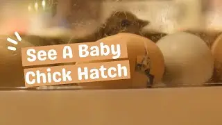 See A Baby Chick Hatching Inside Our Manna Pro Incubator