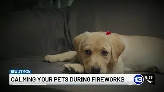 Calming your pets during fireworks