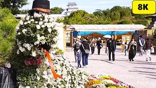 【兵庫県立明石公園/第96回 菊花展覧会/2024】11/10(日)9:30～11:30頃