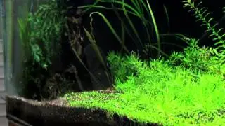 Planted aquarium update! 180 gallon and 240 gallon crystal shrimp tank!
