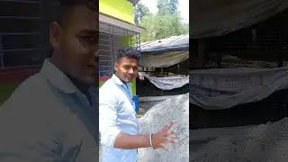 পোল্টি মুরগি বালিতে চাস।। #poultry #poultryfarming
