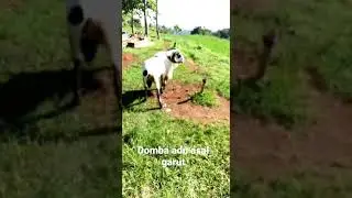 domba lagi makan//domba adu asal garut #dombakuring