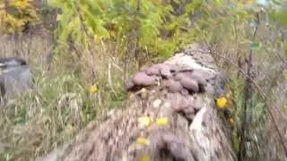 Вешенки дикие. Грибы на Тополях