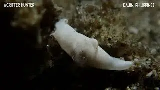 Trapania aurata | Project Nudibranch