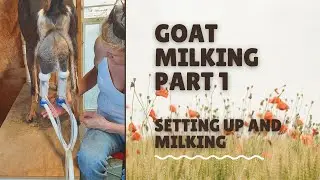Episode 1 setup and Milking 2 goats at a time on milking machine.  Goat Milking, milking a goat
