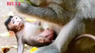 SMALL BABY BILLY LOOK FACE MOM BIG BERTHA WHILE EATING FRUIT A LONE |