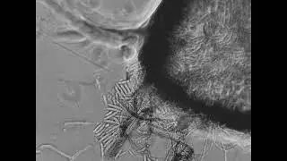 Macrophomina phaseolina Release Spores