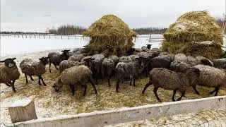 Лен область ферма | временно приостановленные|