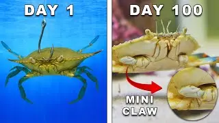Keeping a Bait Shop Crab as a Pet