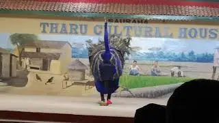Tharu culture peacock dance in sauraha