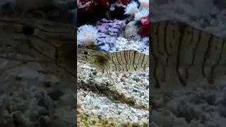 Shrimp un a Reef aquarium