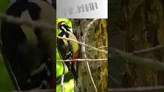 Unique Birds of the World