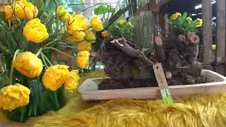 ЦЕНЫ НА ЦВЕТЫ В НИДЕРЛАНДАХ