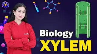 Xylem | Transport in Plants | Biology | Home Revise