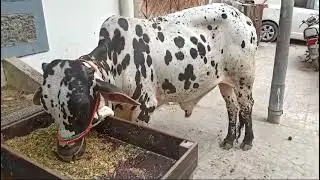 bakra eid #viralvideo #eidmubarak #youtubeshorts #animals #cowmandi #youtubeshorts #viral #bull