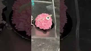 Pink love bug cake ￼@waheeda shakil
