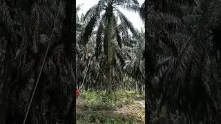 TAJAM SEKALI EGREKNYA#shorts