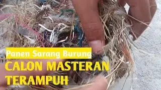 Panen Sarang Burung Calon Masteran Handal, Sarangnya Ada di Teras Rumah ???