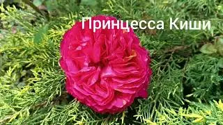 Розы после дождя❤