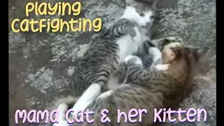 Mama Cat and her Kitten /Playing  