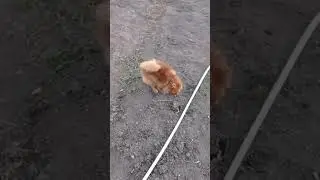 Шпиц кобель продажа