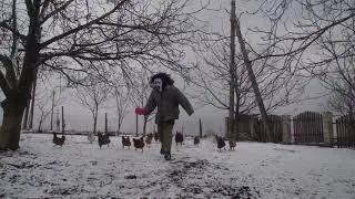 КОШКА  СОБАКИ И   КУРЫ   новинка .