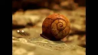 Minuscule Season 10