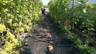 Review of the ARCADIA grape variety 2021: description and characteristics