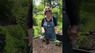Hochbeet Pflanzplan Teil 2 I der kleine Horrorgarten