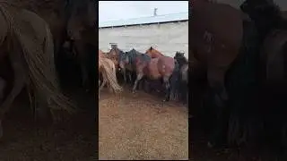 Мугалжар жылкысы #horse #mz #animals #reels #shorts #жеребец #лошади