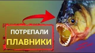 Отрастут ли плавники?
