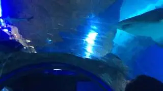 Хотите взглянуть на акул смотрите и ставьте 👍🏼 🐬