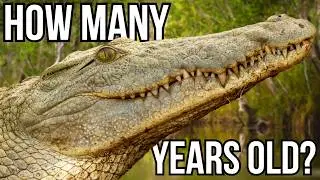 6 Animals That Live A Lot Longer Than You Might Think