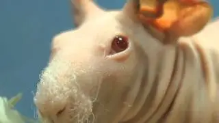 Все О Домашних Животных: ГОЛАЯ (!!!!) Морская Свинка