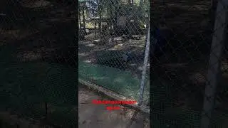 Эд распушил хвост)) #зоопарк #птицы ,#животные