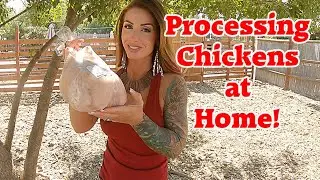How To Quickly Process Chickens at The Crouch Ranch