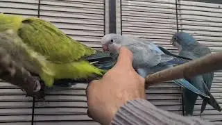 выкормыши манахов