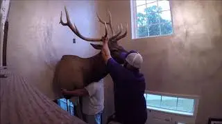 OTC Elk: Getting an Elk from the Field to the Wall