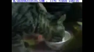 523cats and dogs grab a meal