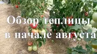 Обзор теплицы 11 августа