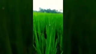 IPHONE 16 PRO MAX VIDEO TEST