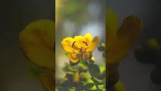 Playing with the Helios 44m-4 and some flowers 