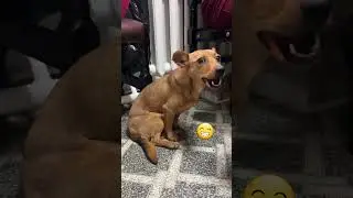 🐶Бетти обожает лакомства#помощьбездомнымживотным