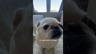 Have you done your best today? #puglife #pug