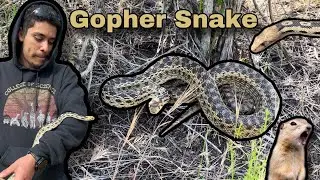 The Most Widespread Snake in California | Gopher Snake | Pituophis catenifer