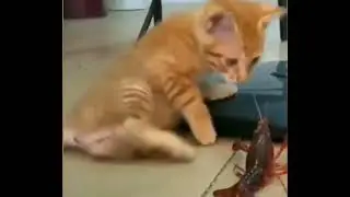 Посмотрите на этого отважного котёнка🐈 #shorts