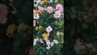 Украина. Александрия.   Кипарисы, цветы...